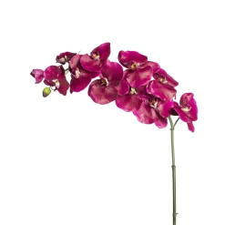 Tige d'Orchidée Phalaenopsis Budy
