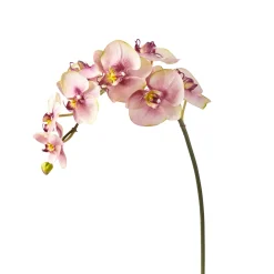 Tige d'Orchidée Phalaenopsis Budy